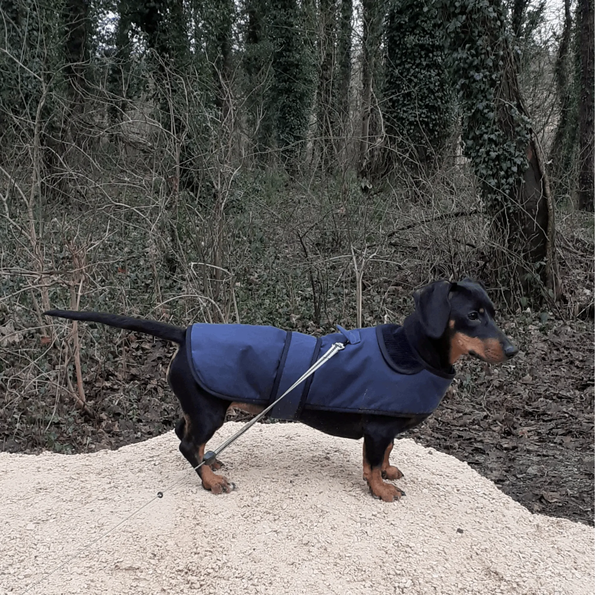 Dachshund Premium Wax Dog Coat