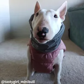 Waterproof Dog Vest With Adjustable Belt